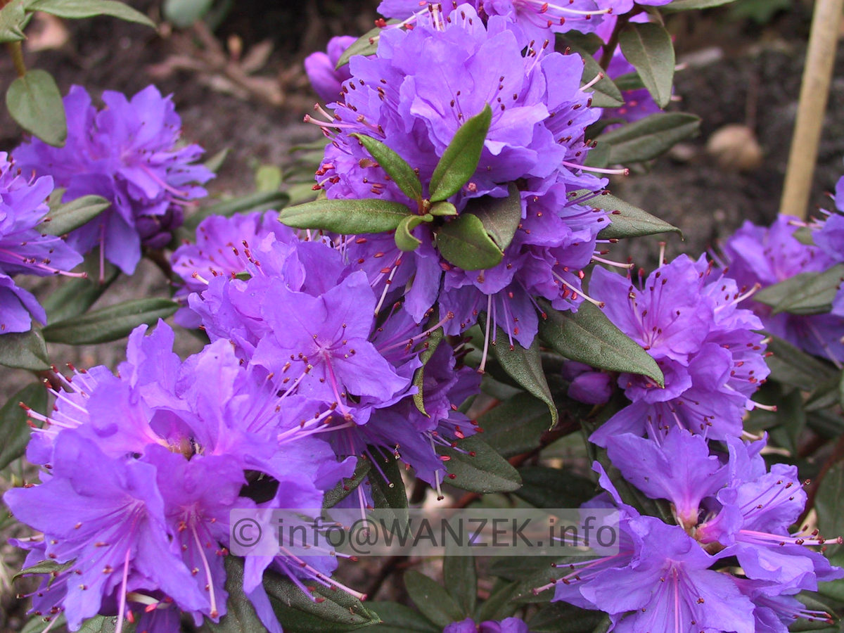 Rhododendron russatum Gletschernacht 02.JPG